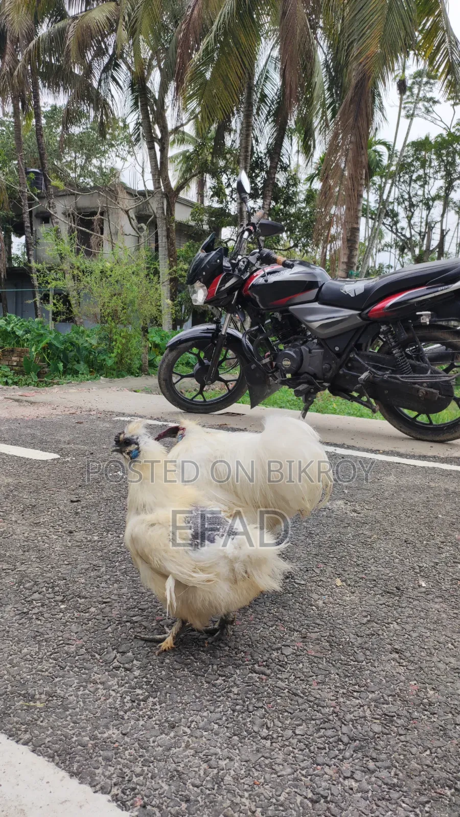 Silkie Chicken Running Pair