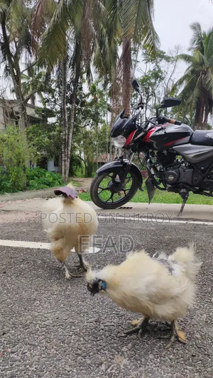 Silkie Chicken Running Pair