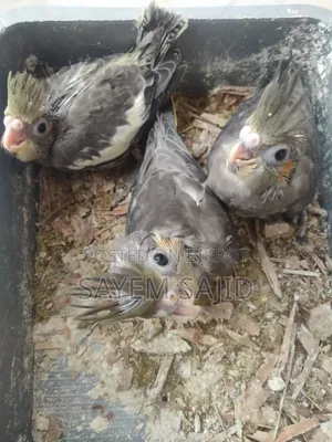 কোকাটেল পাখি
