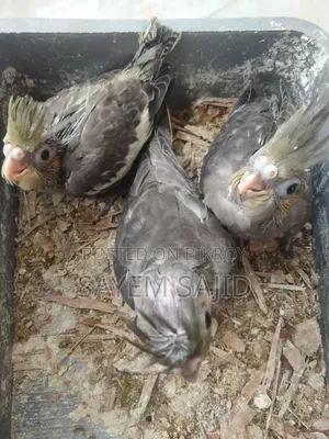 কোকাটেল পাখি