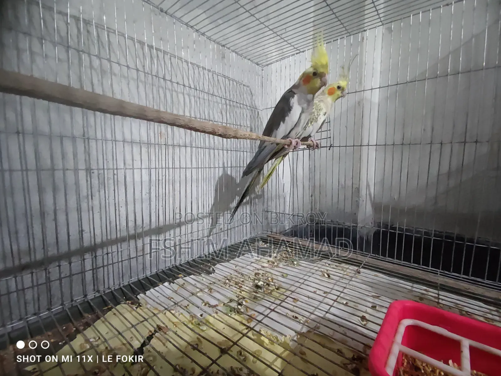 Gray Cocktail Birds