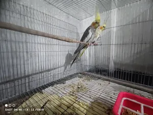 Gray Cocktail Birds