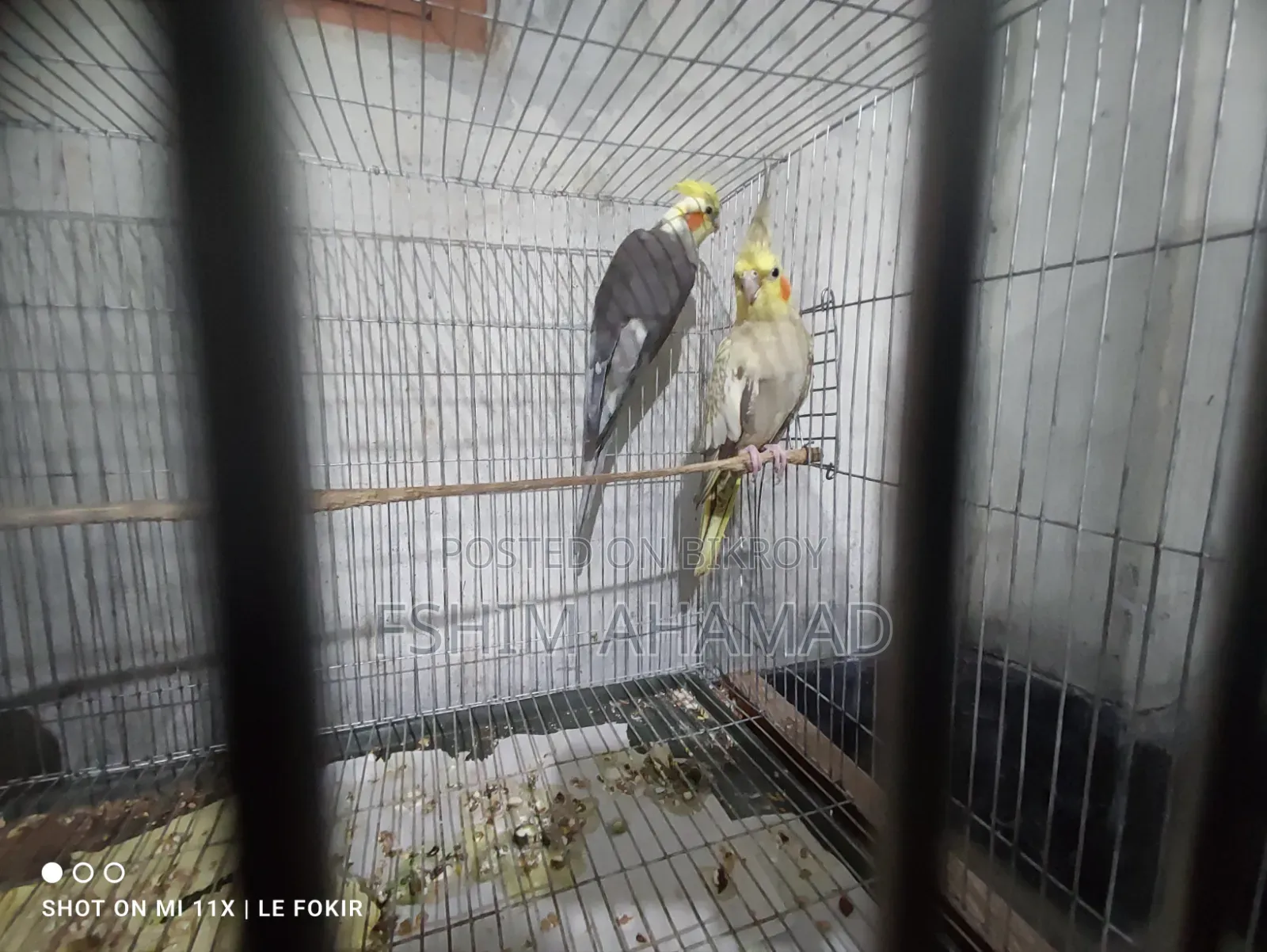 Gray Cocktail Birds
