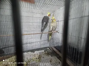 Gray Cocktail Birds