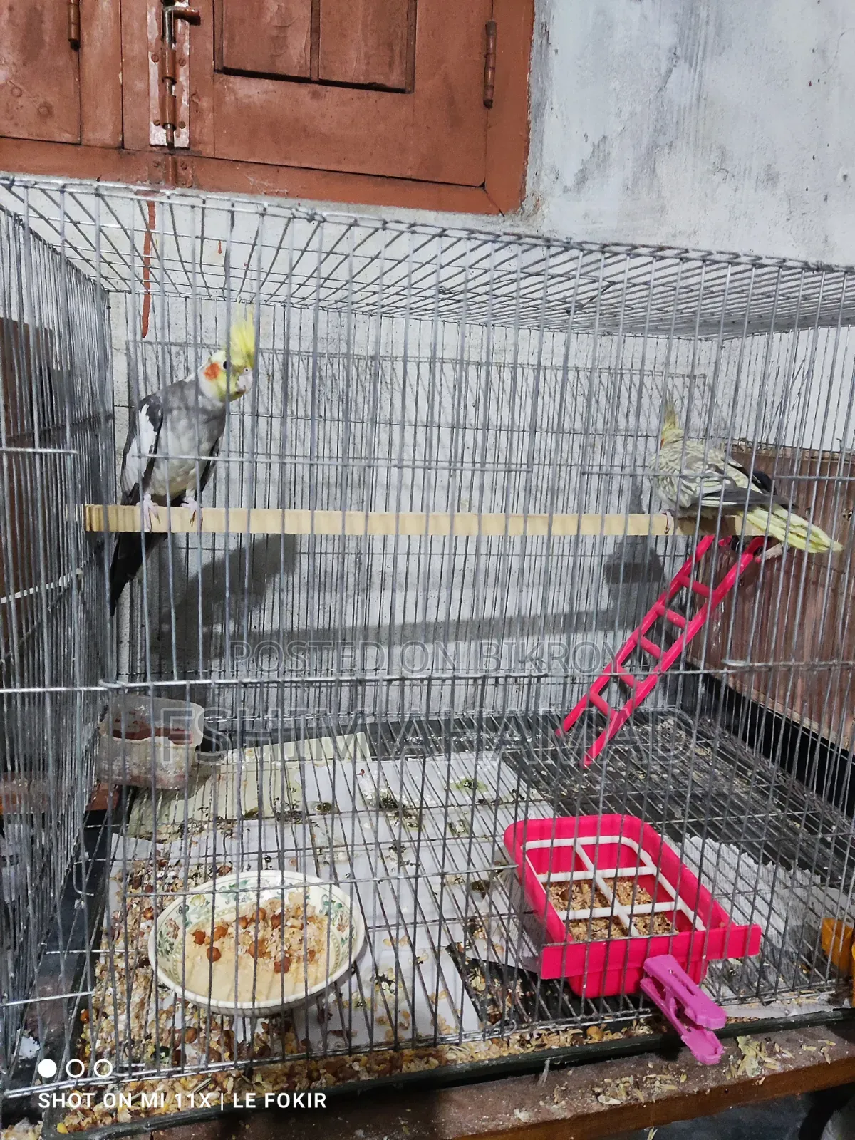 Gray Cocktail Birds