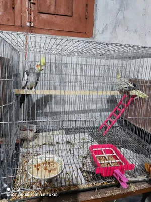 Gray Cocktail Birds