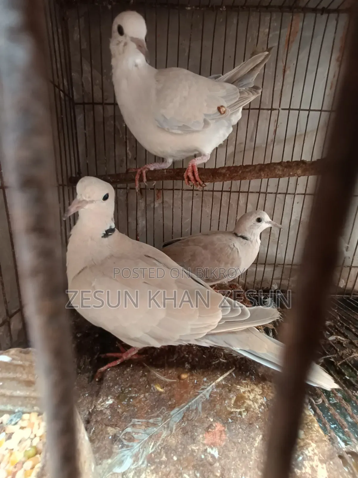 3 Dove Birds