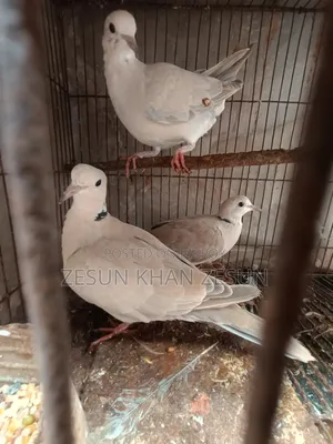 ৩ টা ঘুঘু পাখি