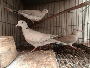 3 Dove Birds
