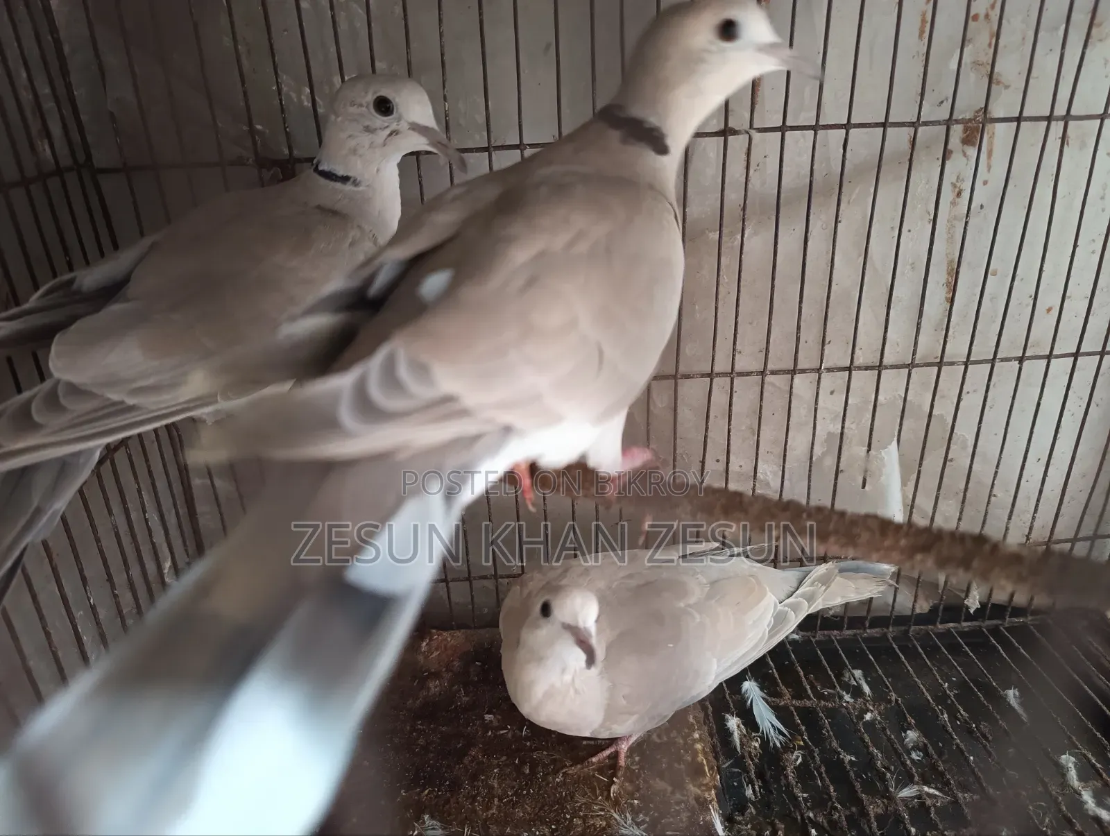 3 Dove Birds