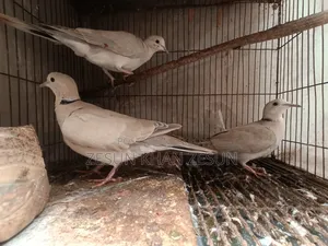3 Dove Birds