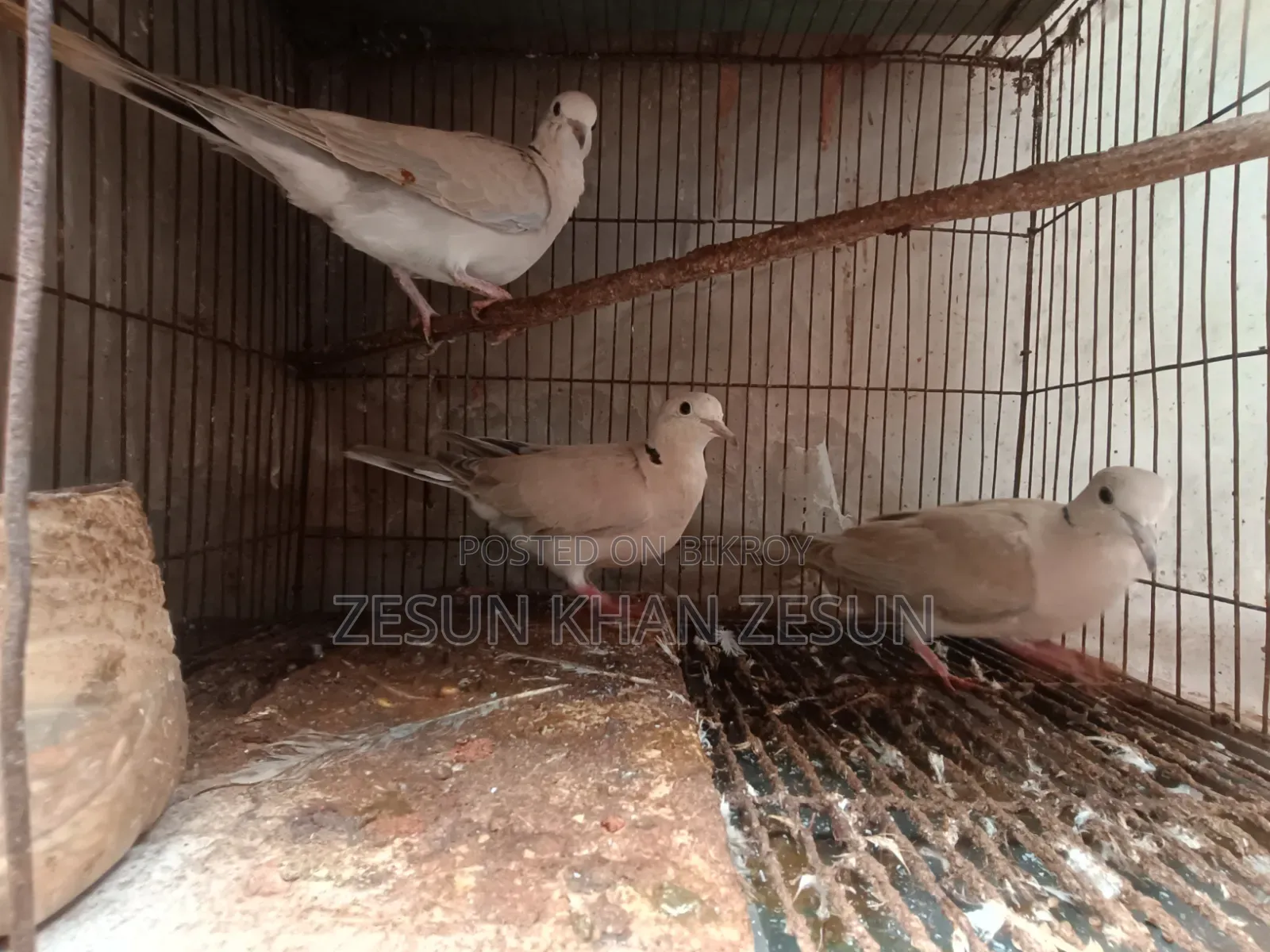 3 Dove Birds