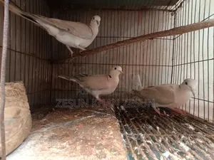 3 Dove Birds