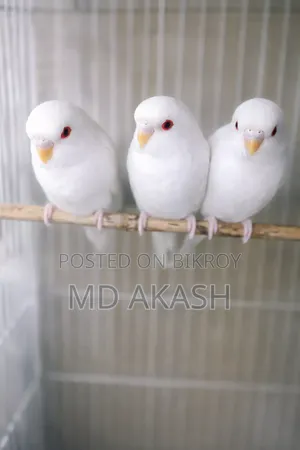White Budgie