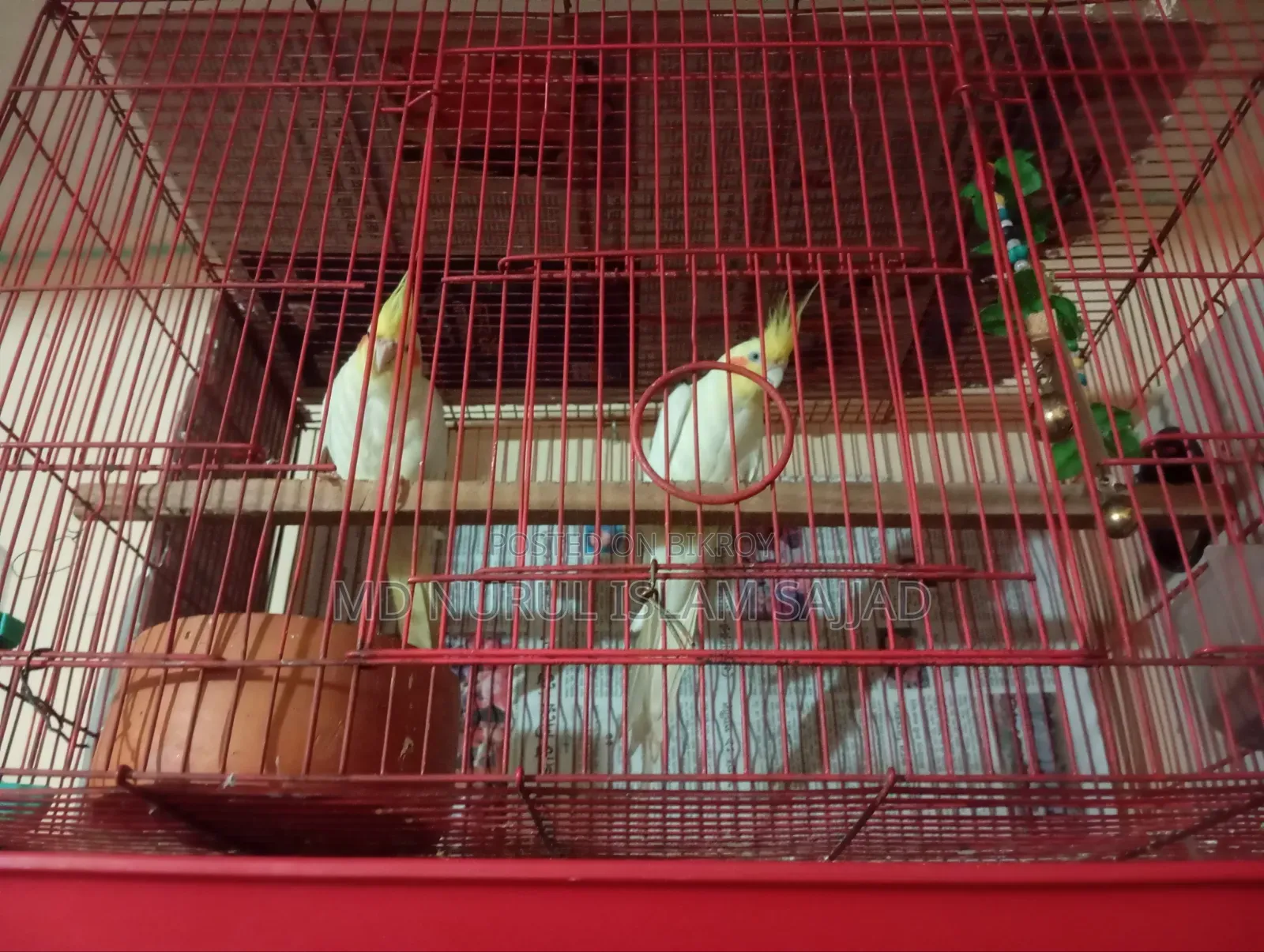 Cockatiel, Lutino Running Pair