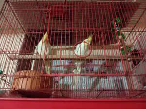 Cockatiel, Lutino Running Pair