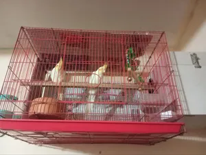Cockatiel, Lutino Running Pair