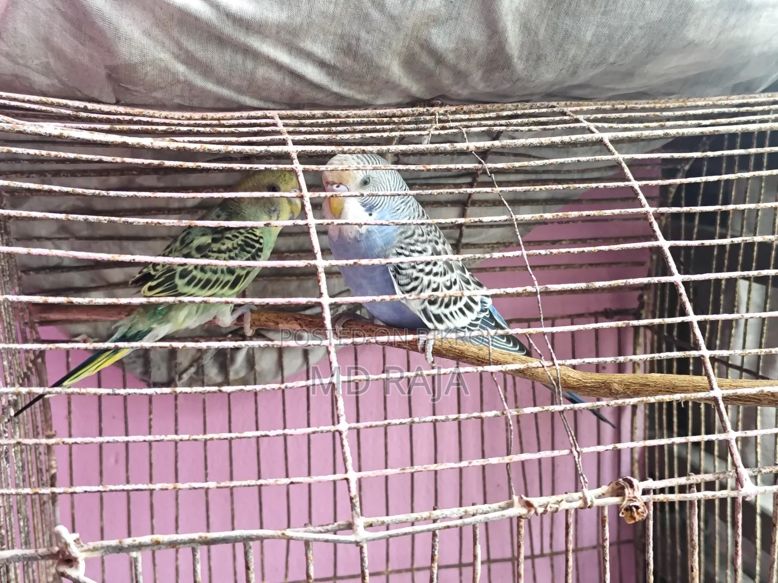 Budgerigar semi-adult bird for sale