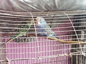 বাজরিগার সেমি এডালট পাখি বিক্রি