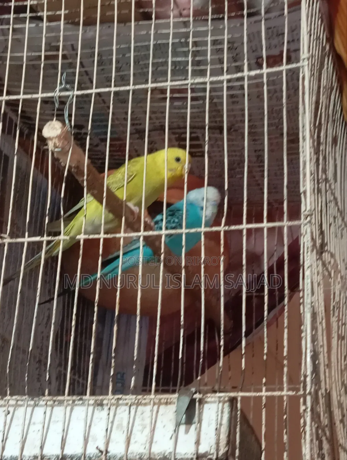 Budgerigar Running Pair
