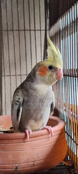Male Cocktail