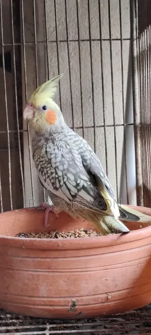 Male Cocktail
