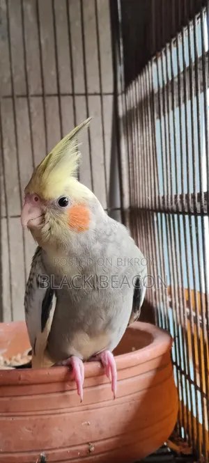 Male Cocktail