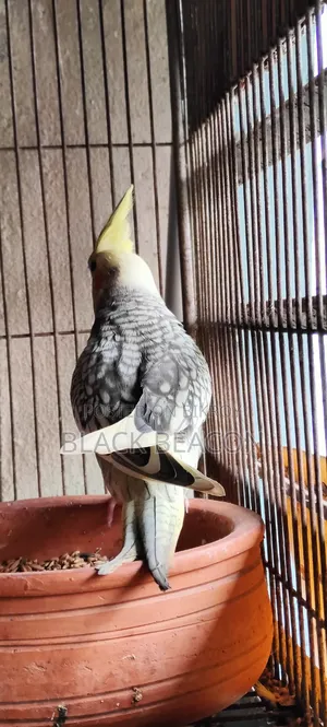 Male Cocktail