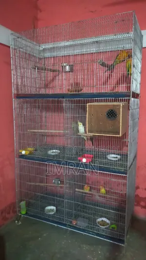 Bird Cage