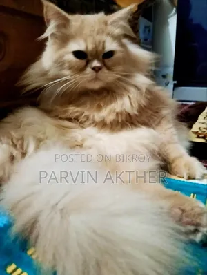 1+ Year Female Purebred Persian Cat