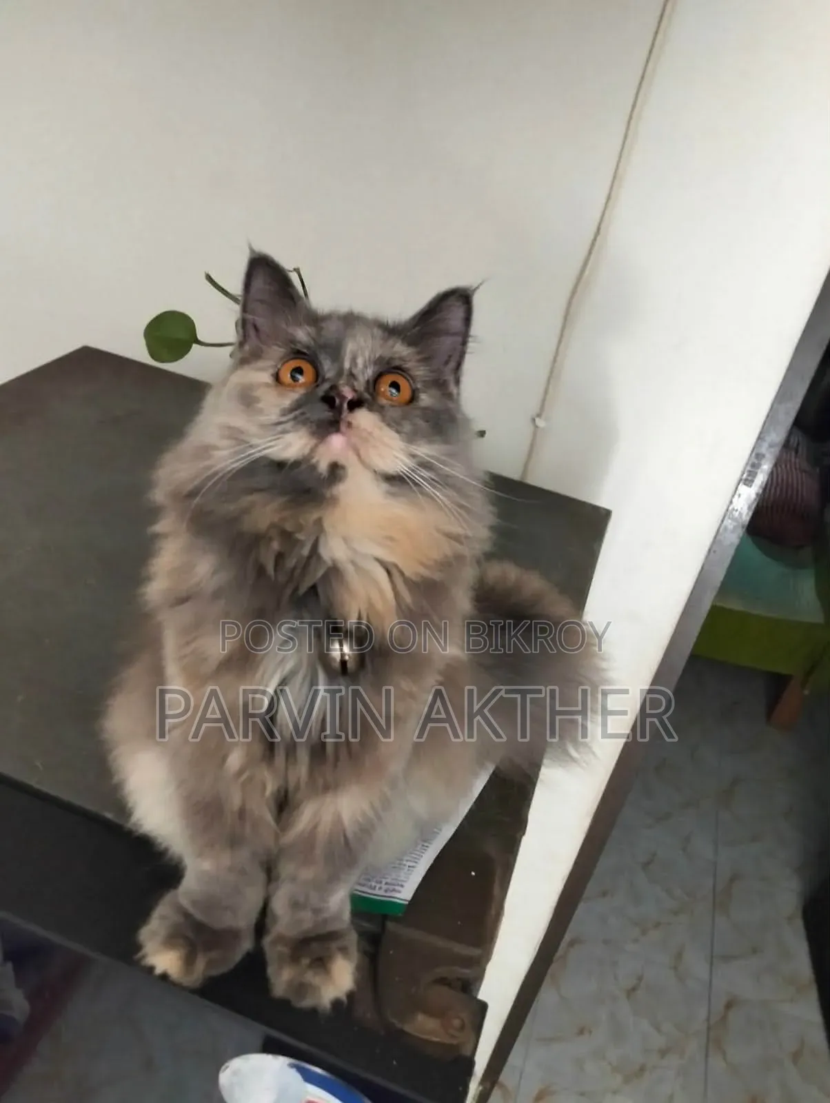 1+ Year Female Purebred Persian Cat