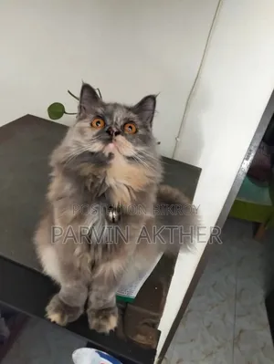1+ Year Female Purebred Persian Cat