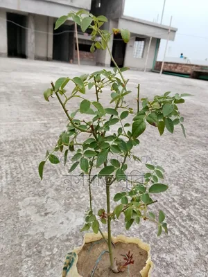 Deshi Rose