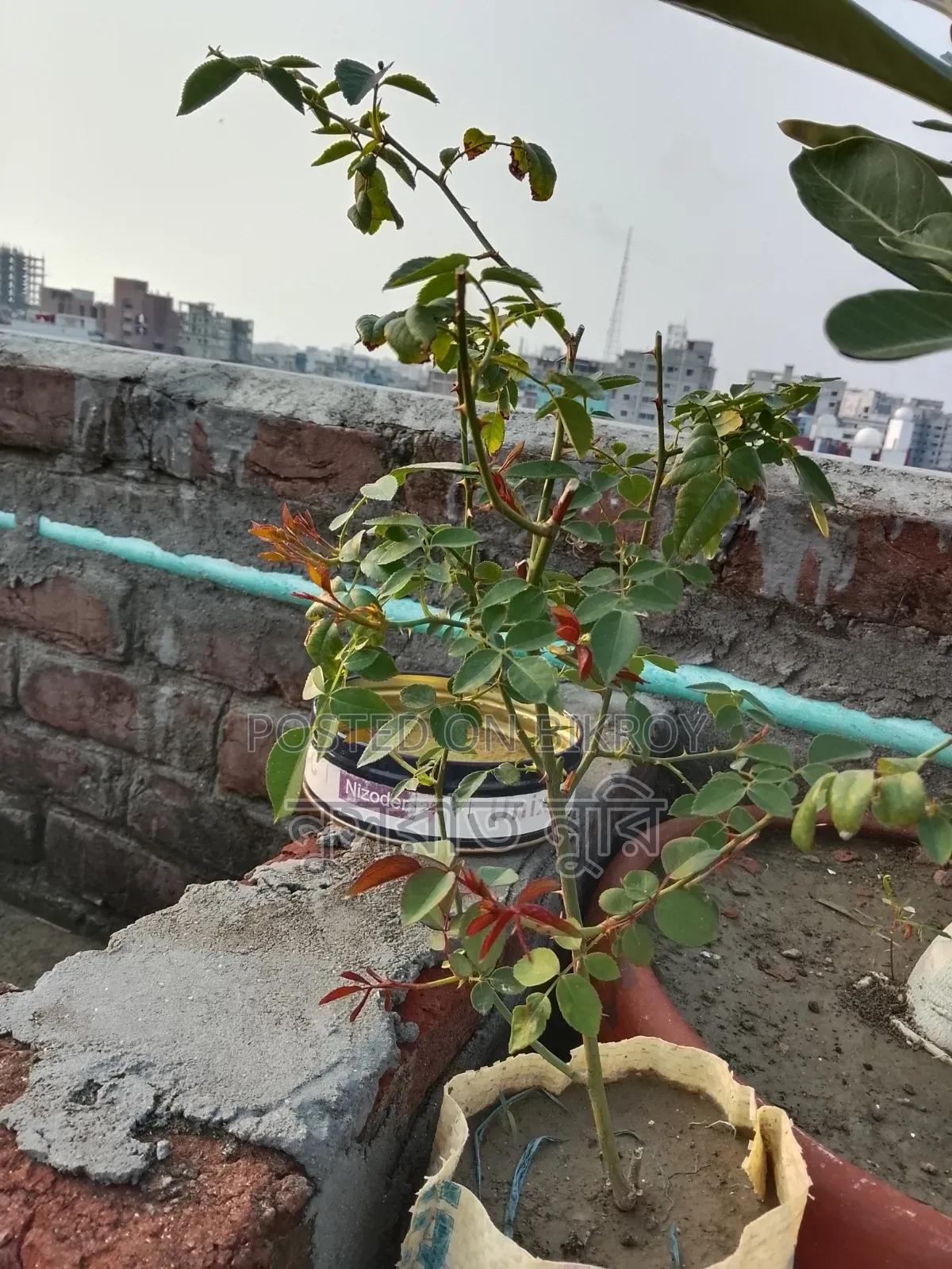 Deshi Rose
