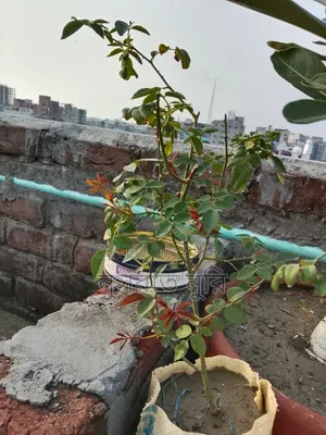 Deshi Rose