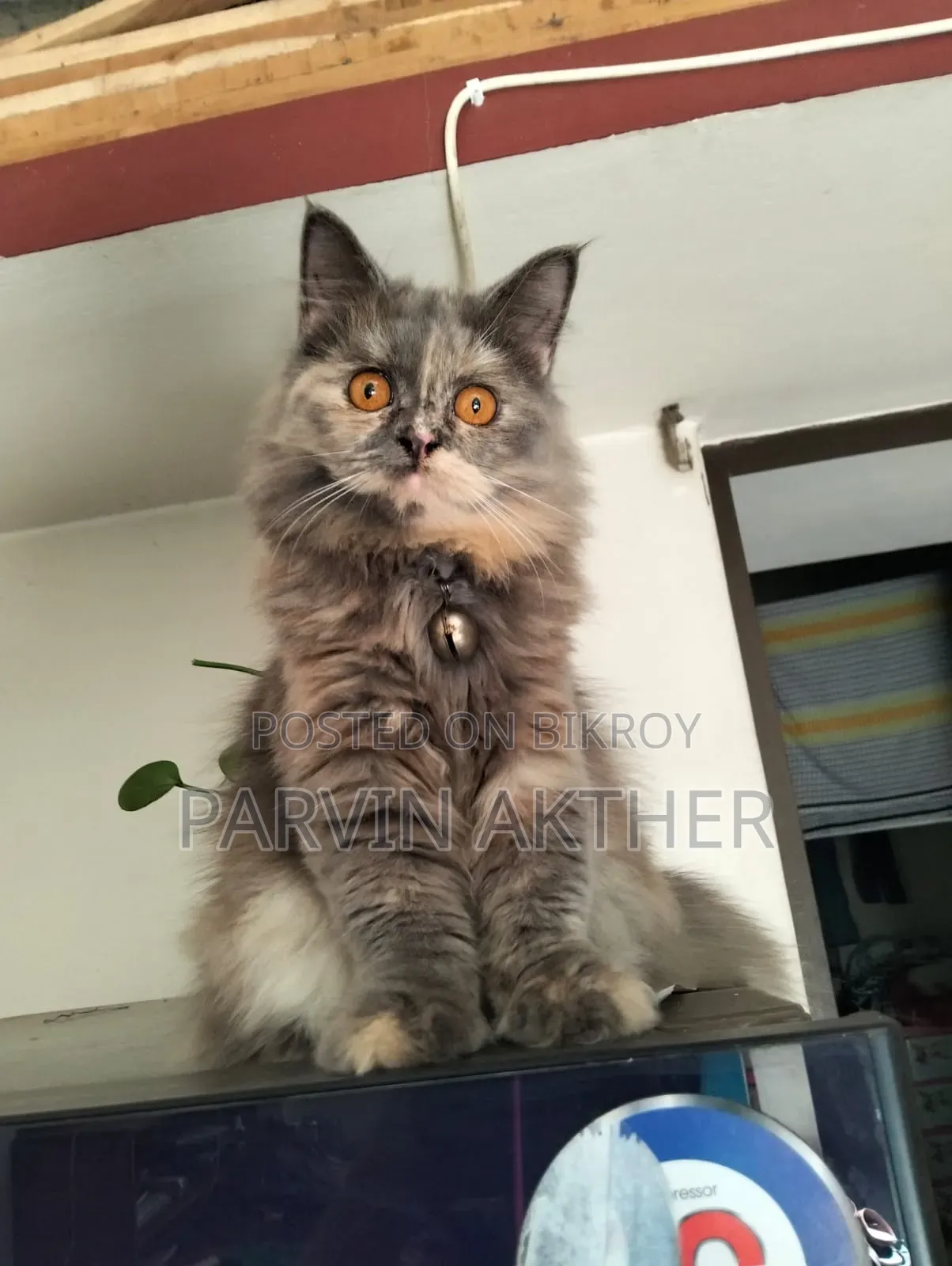 1+ Year Female Purebred Persian Cat