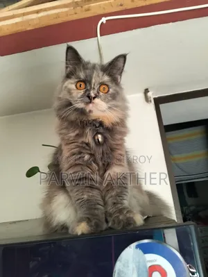 1+ Year Female Purebred Persian Cat