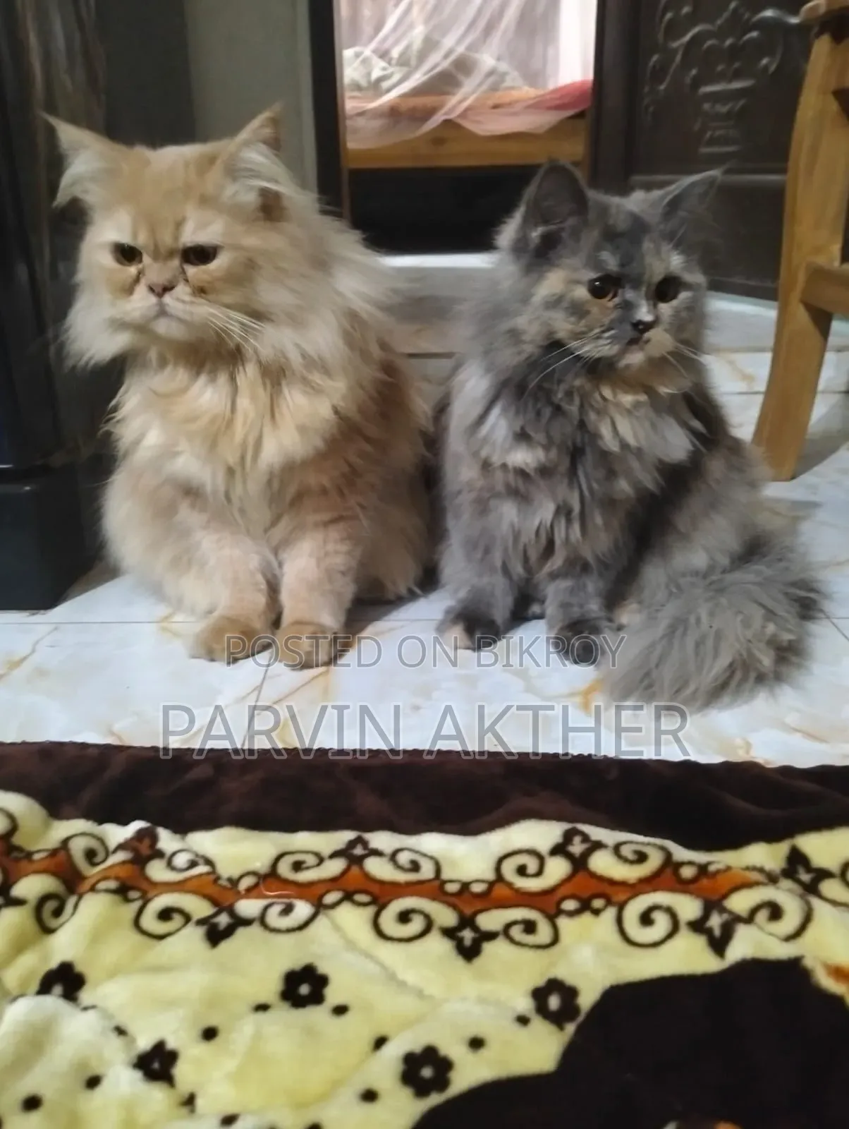 1+ Year Female Purebred Persian Cat