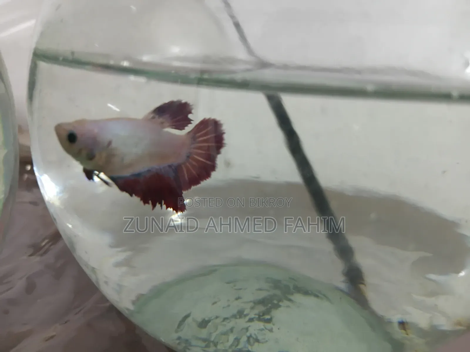 Betta Fish Sale 1 Pair