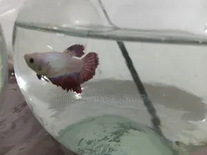 Betta Fish Sale 1 Pair