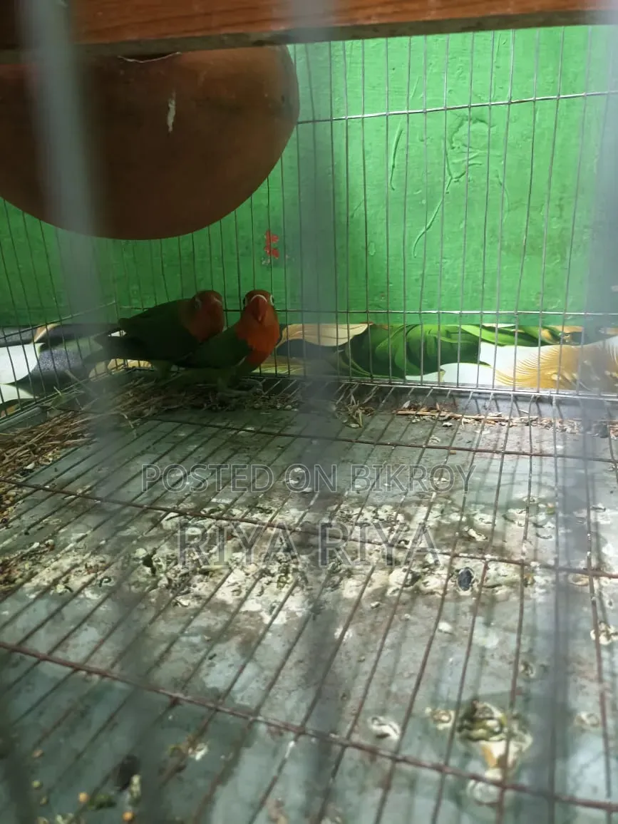 Lovebird