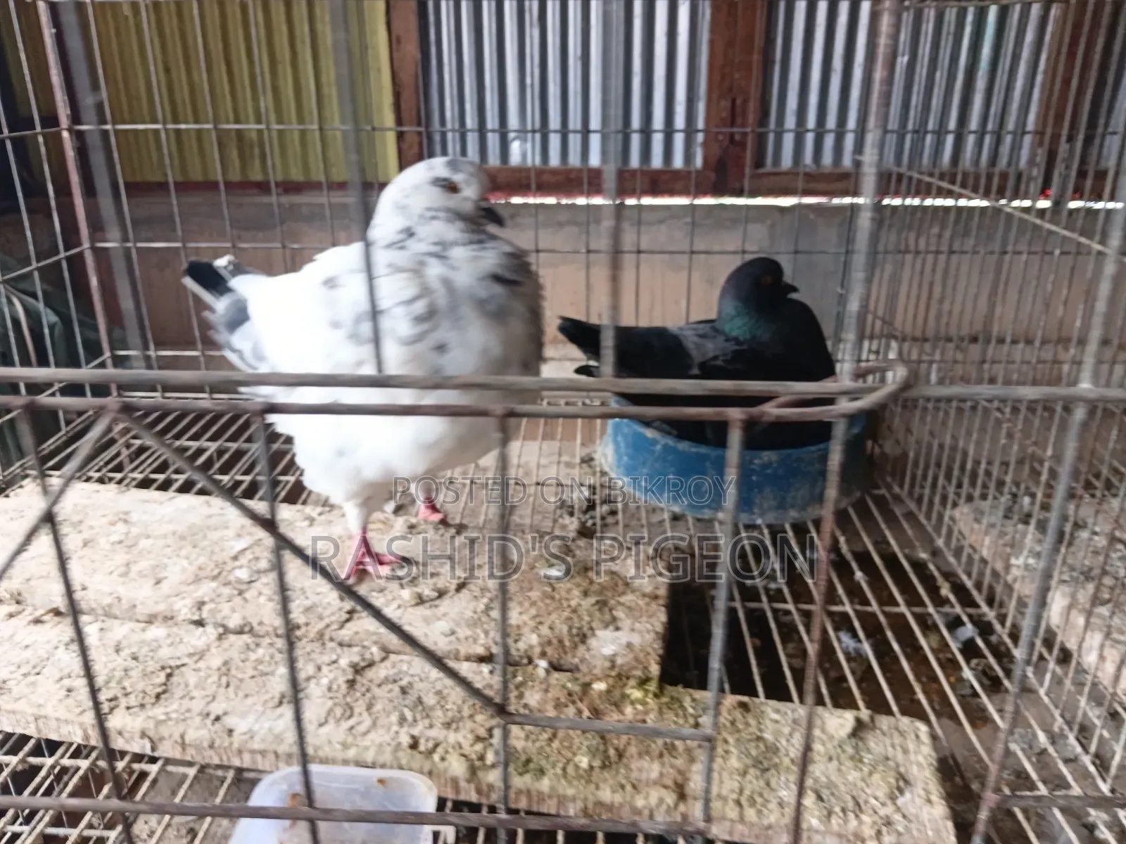 Show King Running Pair