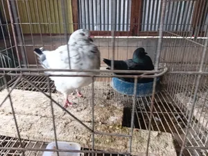 Show King Running Pair