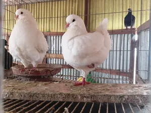Show King Running Pair