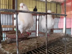 Show King Running Pair