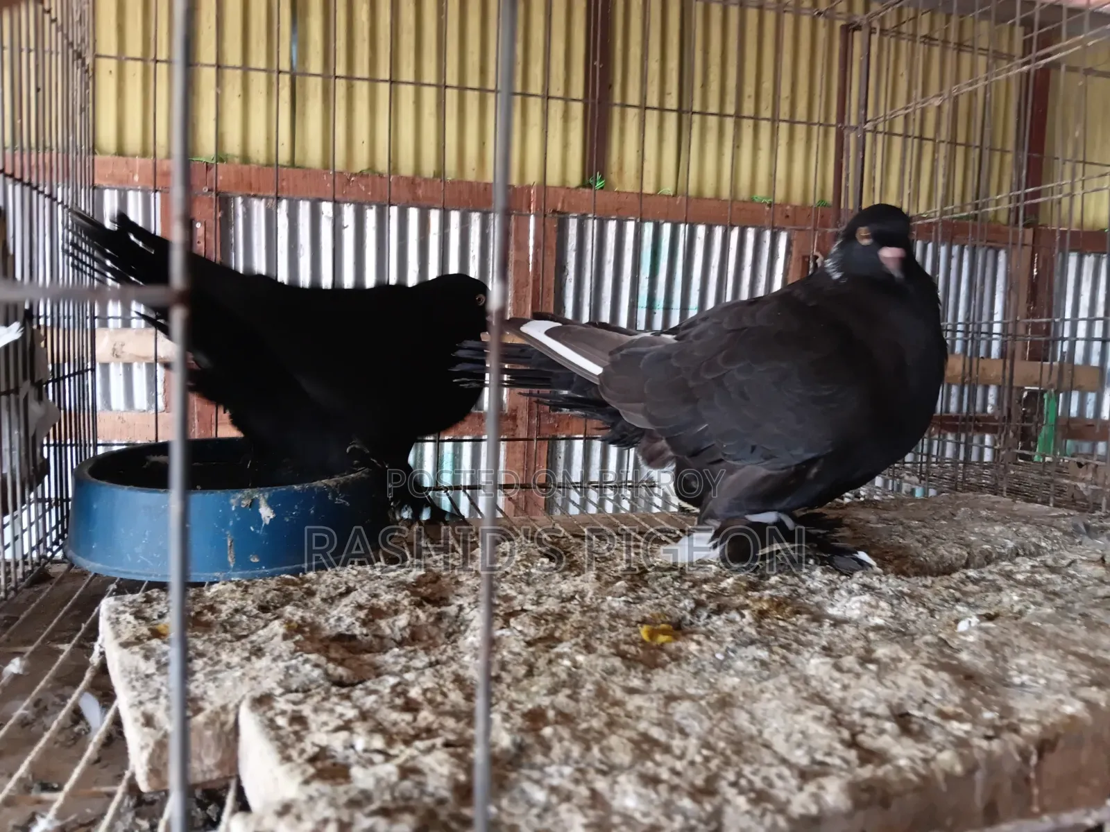 Show King Running Pair