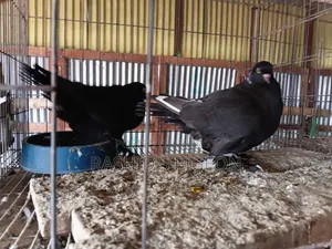 Show King Running Pair