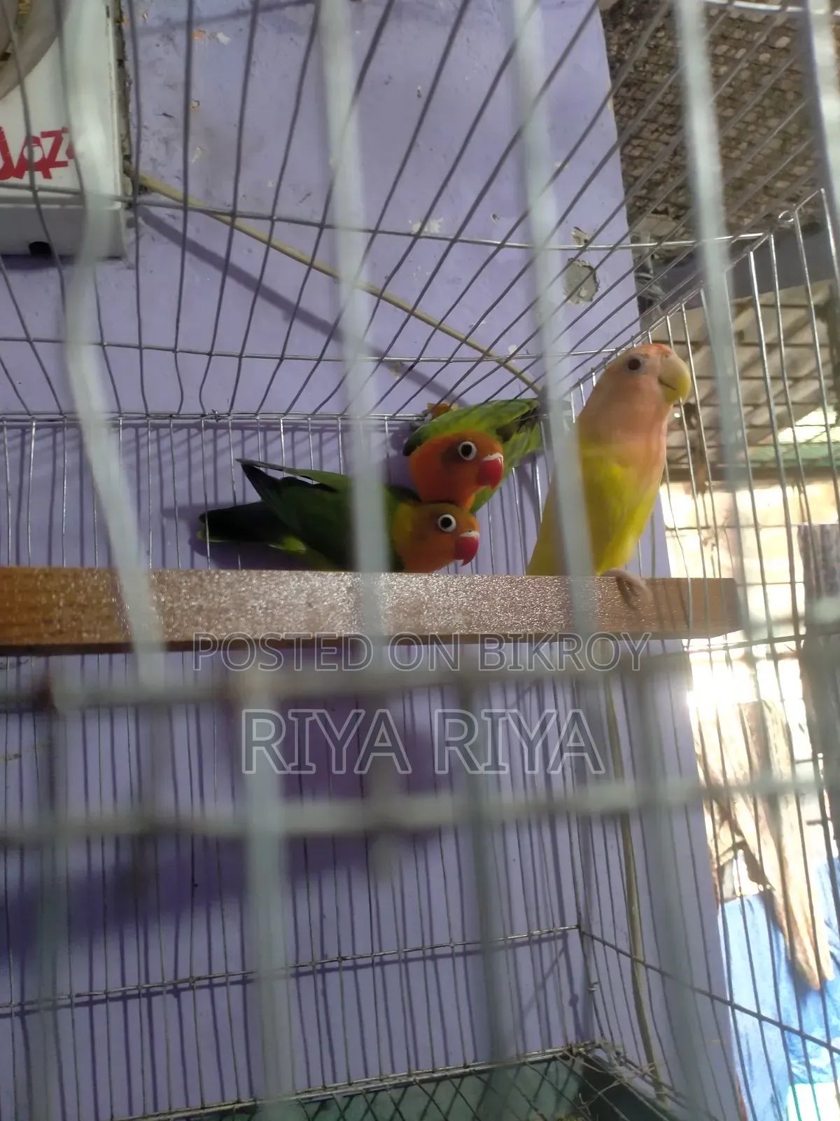 Lovebird Parrots