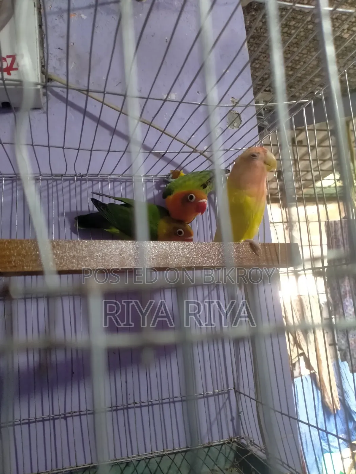 Lovebird Parrots