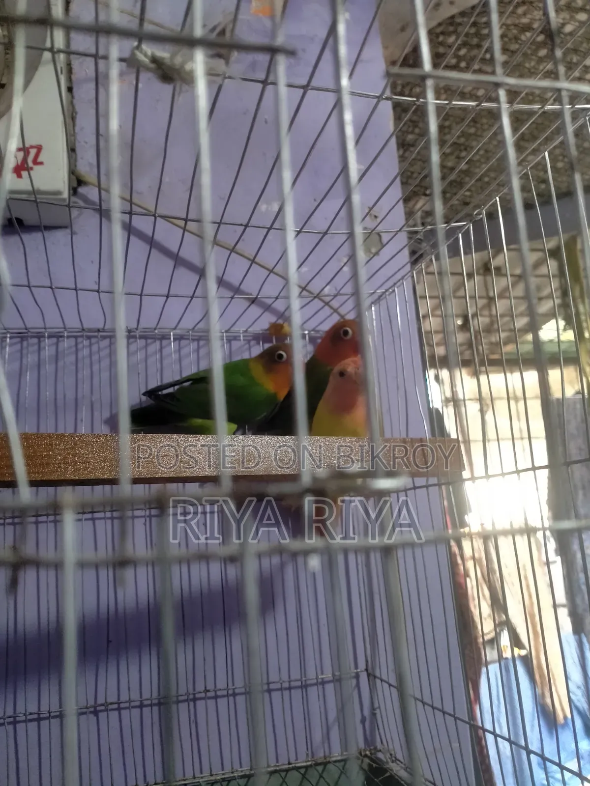 Lovebird Parrots